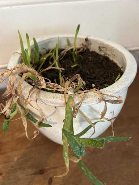 Aloe Vera plant in nice pot