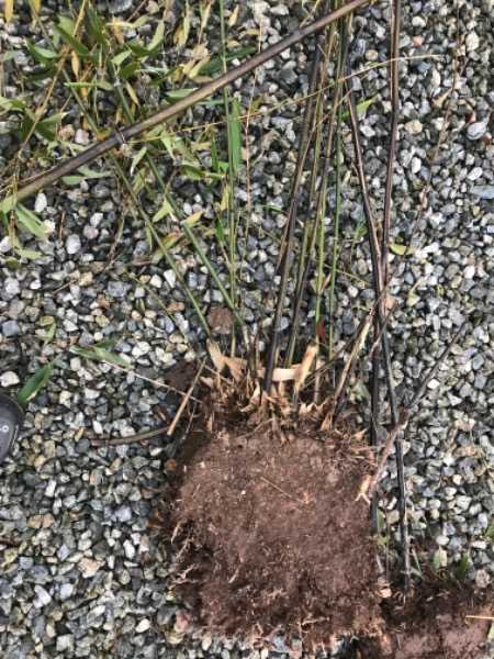 Black bamboo